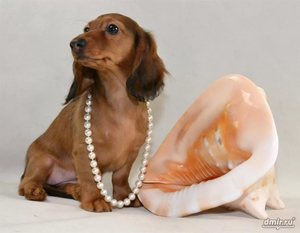 Миниатюрная такса