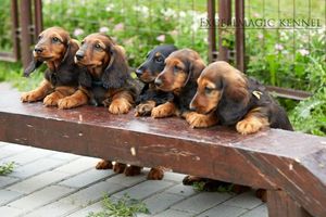 Предназначение карликовой таксы 