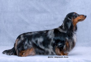 Уход ха карликовой длинношёрстной таксой