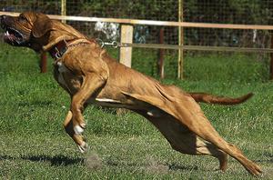 Фила бразилейро: грозный мастиф с характером рыцаря