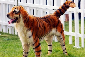 Топ самых редких пород собак