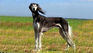 Как содержать редкую поролу собак