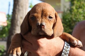 Какие есть породы собак