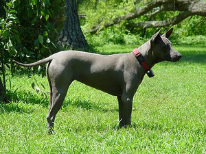 Характеристика редких порол собак