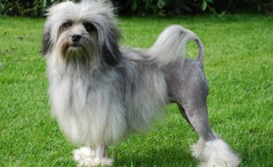 Редкие и знаменитые породы собак: топ самых уникальных