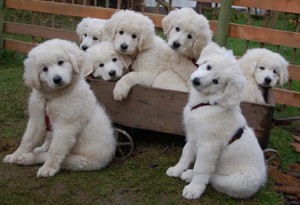 Какие породы собак существуют