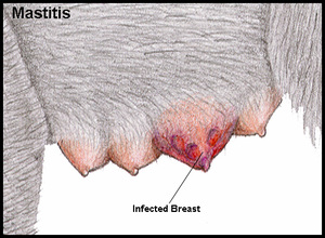 Мастит у собаки: симптомы и лечение