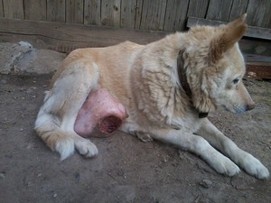 Признаки мастита