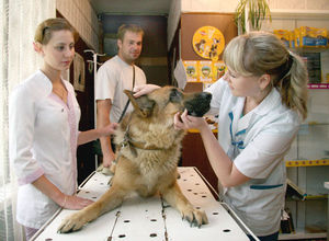 Основные признаки мастита