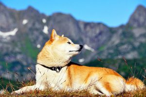 Сиба-ину: стандарты, характер и воспитание японской собаки