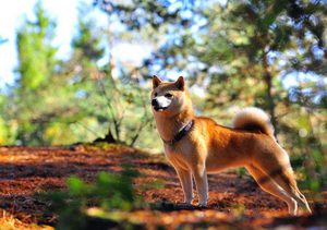 История развития породы сиба ину