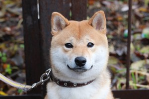 Шерсть сиба ину