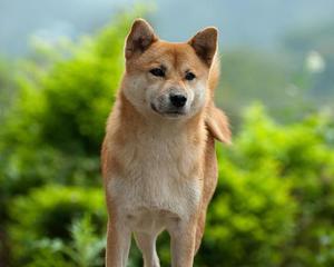 Уход за сиба ину