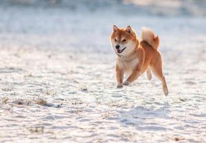 Содержание сиба ину