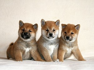 Выбор щенка сиба ину