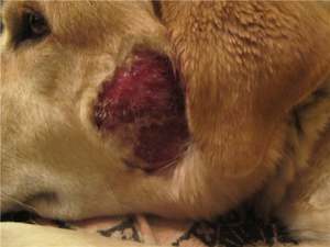 Лечение экземы Лиарсином