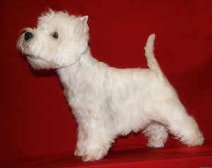 Как произошла порода