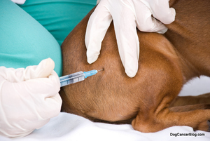 Как правильно сделать собаке укол внутримышечно в домашних условиях