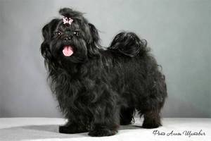 Русская цветная болонка - фото собаки