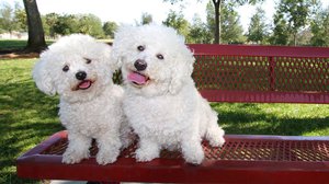 Собака Бишон фризе - красивые декоративные породы
