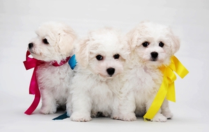 Красивые щенки бишон фризе