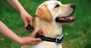 Электронный ошейник-принцип работы