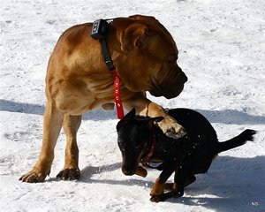 Электронный ошейник для дрессировки 