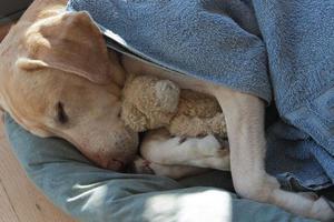 Успокоительное для собак в дорогу: как выбрать безопасное средство