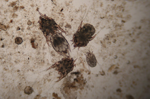 Ушные клещи 