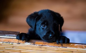 Противопоказания