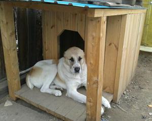 Как возвести вольер для алабая