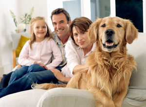 Эурикан для собак: инструкция по применению и дозировка