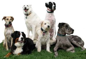 Как определить породу собаки или щенка: точные методы и советы