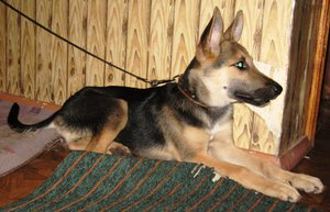 Определение породы собаки - внешние признаки