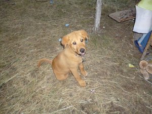 Какой породы щенок вам достался