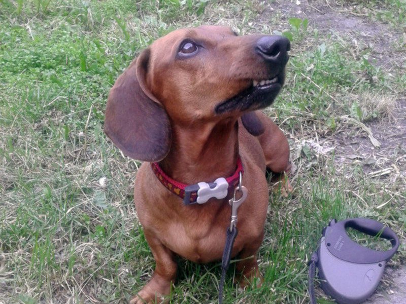 Собака породы такса Отличительные особенности породы такса