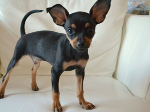 Русский той-терьер: уход, особенности и содержание породы