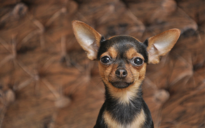 Особенности содержания той-терьеров