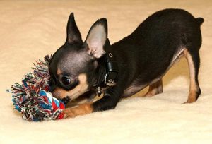 Игры с той-терьером