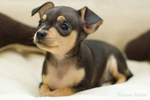 Питание русских той-терьеров