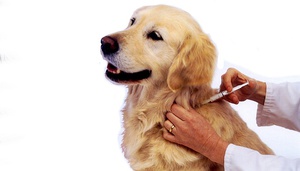 Проведения вакцинации собак