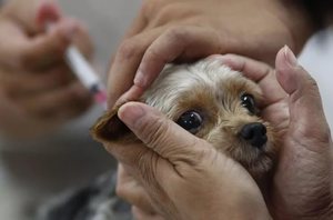 Стоимость вакцинации взрослой собак