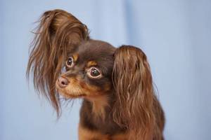 Русский той-терьер: описание породы собак