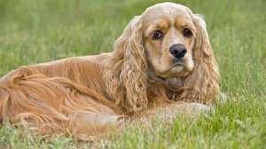 Американский кокер-спаниель: уход, питание и особенности породы