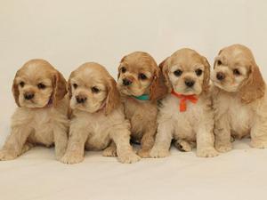 Щенки американца 