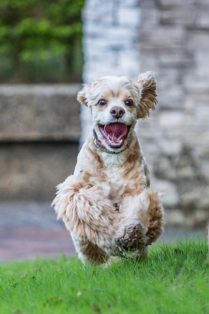 Уход за собакой 