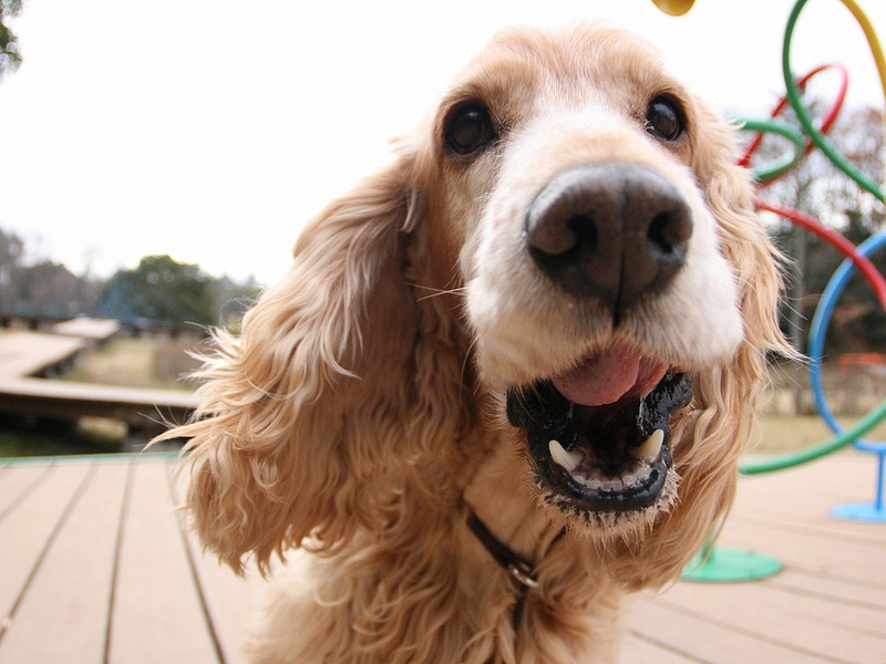 Собака для души Самая мелкая из охотничьих собак