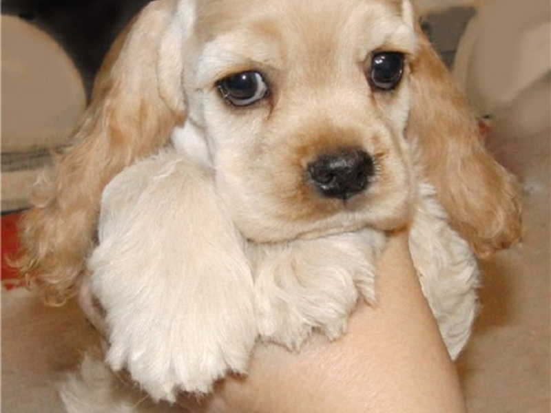 Фото Порода