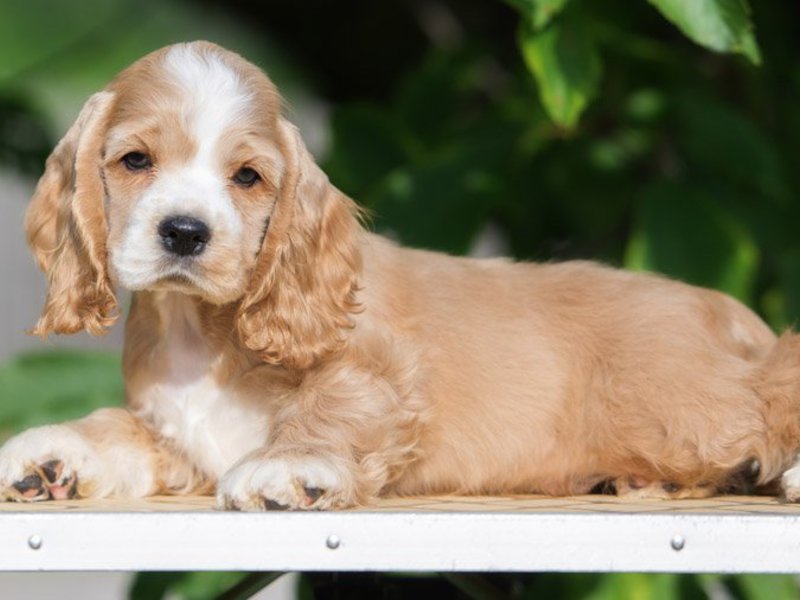 Американец Описание собаки