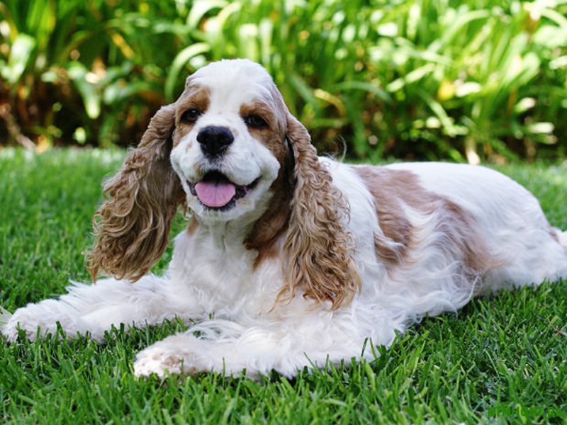 Собака Для охоты